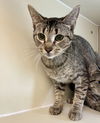 adoptable Cat in , VA named 2408-0745 Fergie