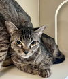 adoptable Cat in VAB, VA named 2408-0743 Jambalaya