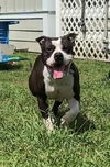 adoptable Dog in VAB, VA named 2408-0647 Princess