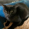 adoptable Cat in VAB, VA named 2408-0640 Snowball