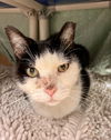 adoptable Cat in VAB, VA named 2408-1148 Moo