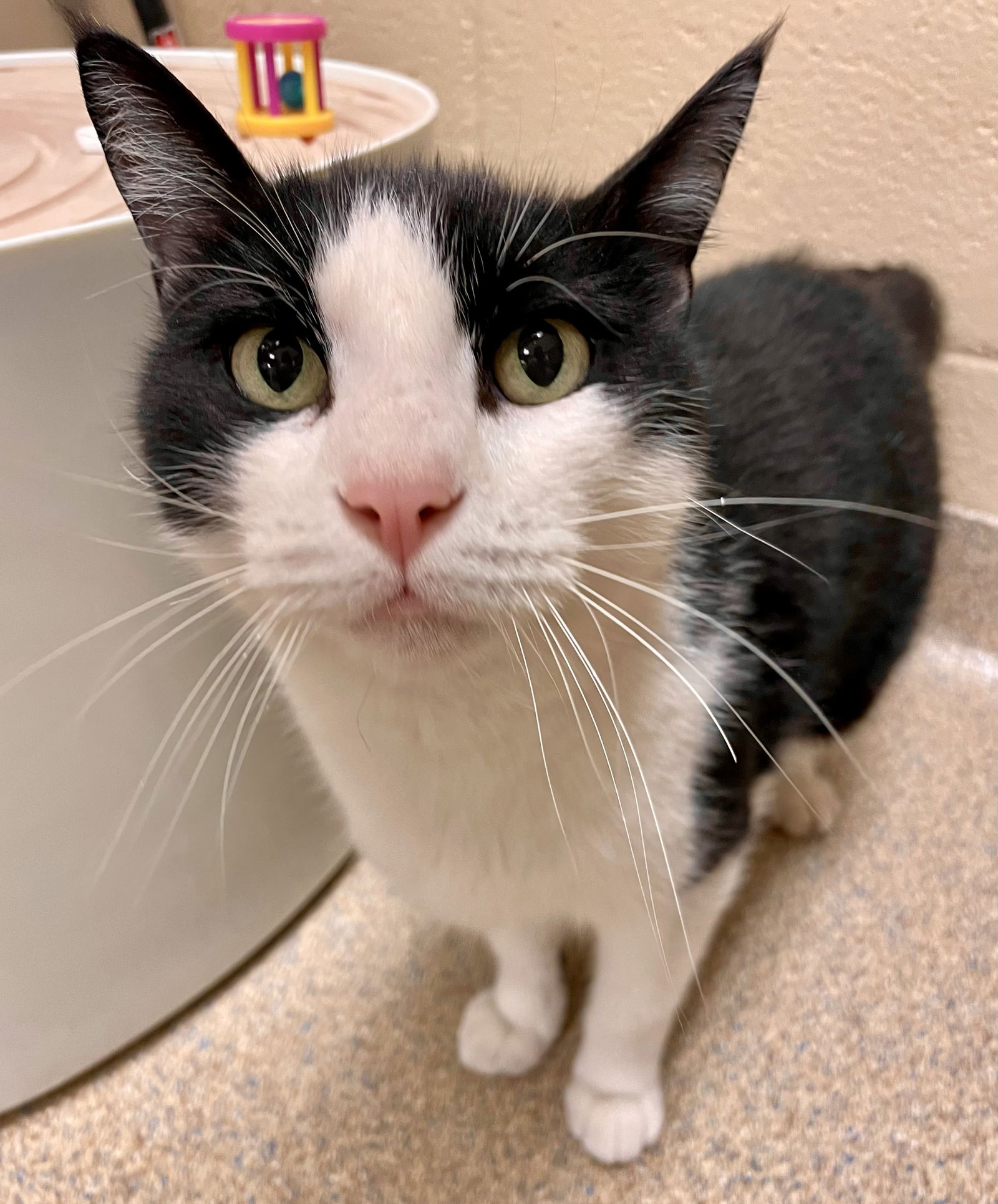 adoptable Cat in VAB, VA named 2409-0494 Spotswood