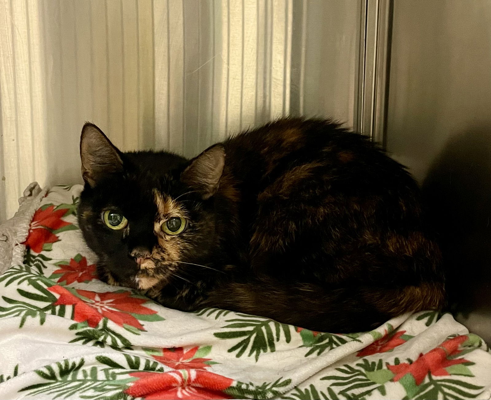 adoptable Cat in VAB, VA named 2409-0844 Cheddar Bay Biscuit