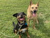 adoptable Dog in VAB, VA named 2408-0857+0858 Bear and Chanelle