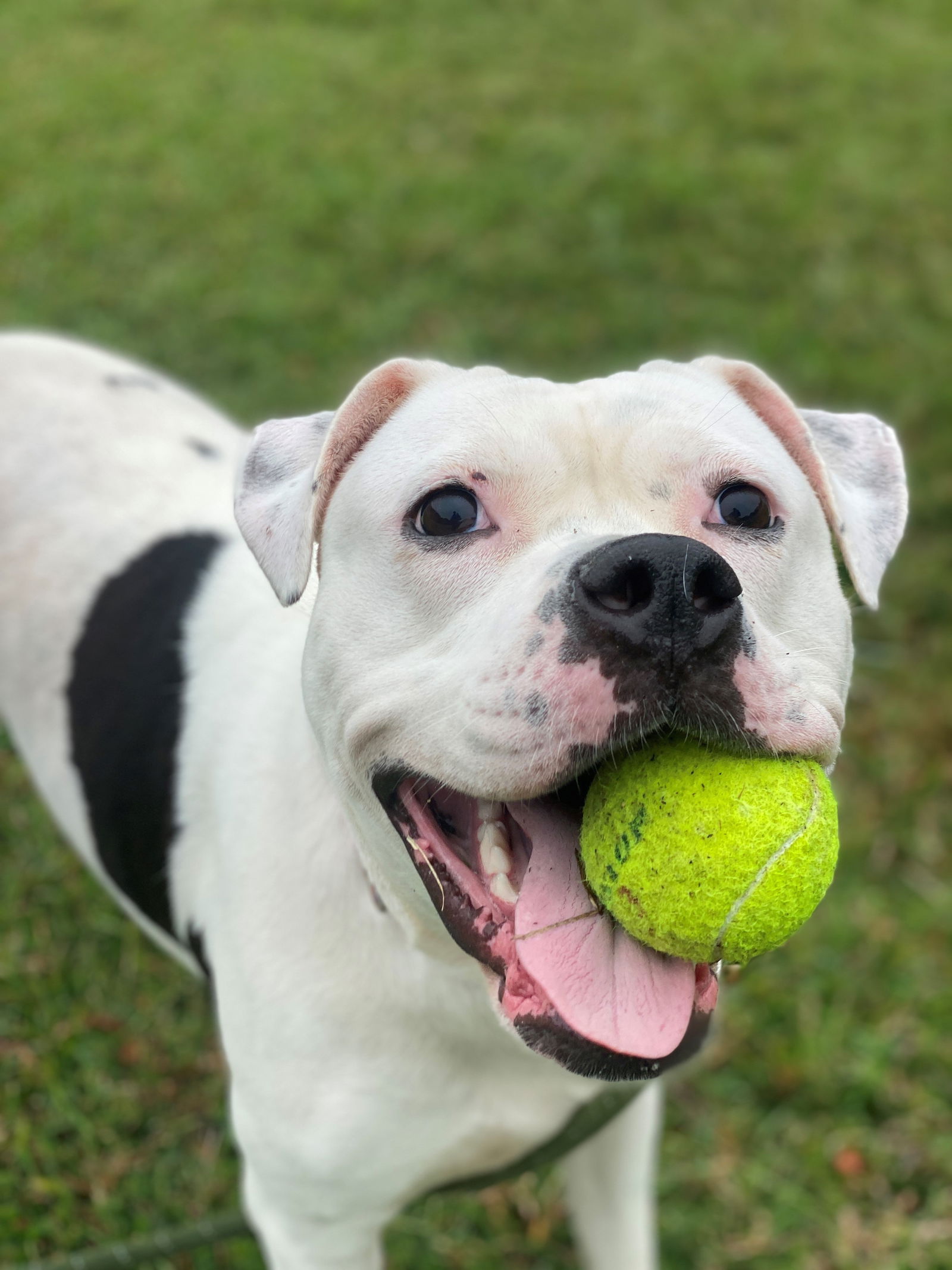 adoptable Dog in VAB, VA named 2408-0882 Sugar