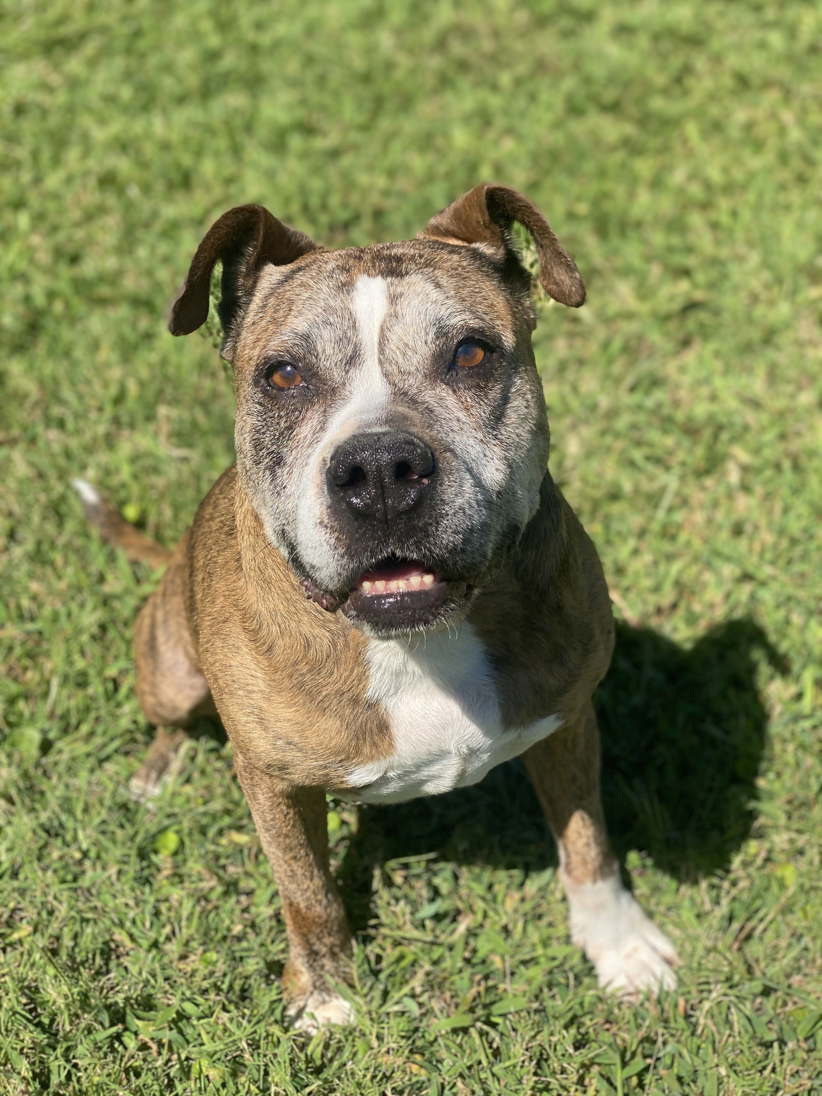 adoptable Dog in VAB, VA named 2409-0237 Isabel