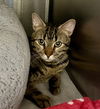 adoptable Cat in VAB, VA named 2408-0588 Bongo