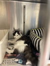 adoptable Cat in VAB, VA named 2408-1463 Kyo