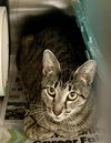 adoptable Cat in VAB, VA named 2408-0749 Nala