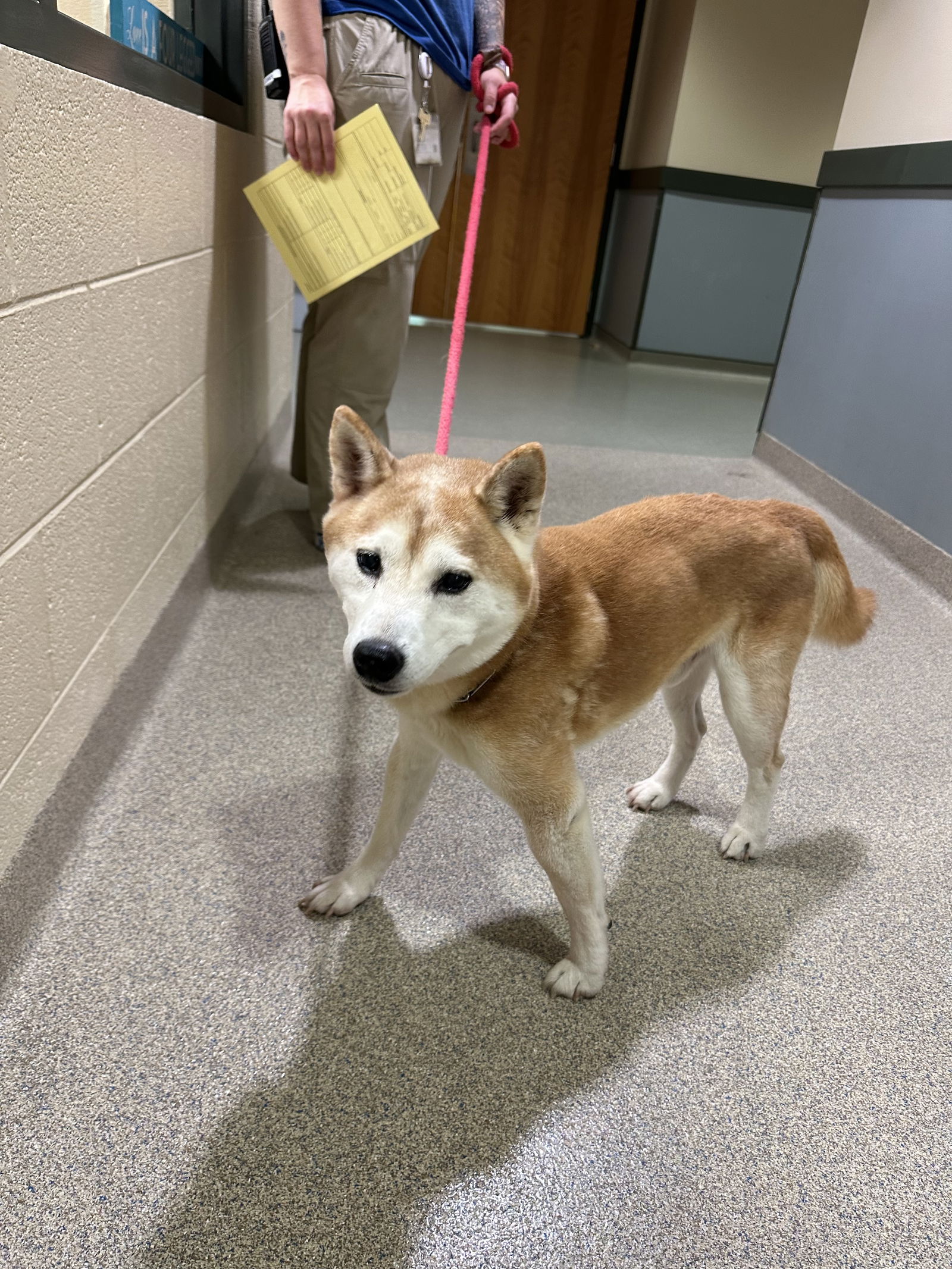 adoptable Dog in VAB, VA named 2409-0872 (Available 9/20)