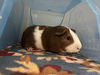 adoptable Guinea Pig in  named 2409-0862 Squeeky