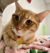 adoptable Cat in VAB, VA named 2409-0847 Saturn