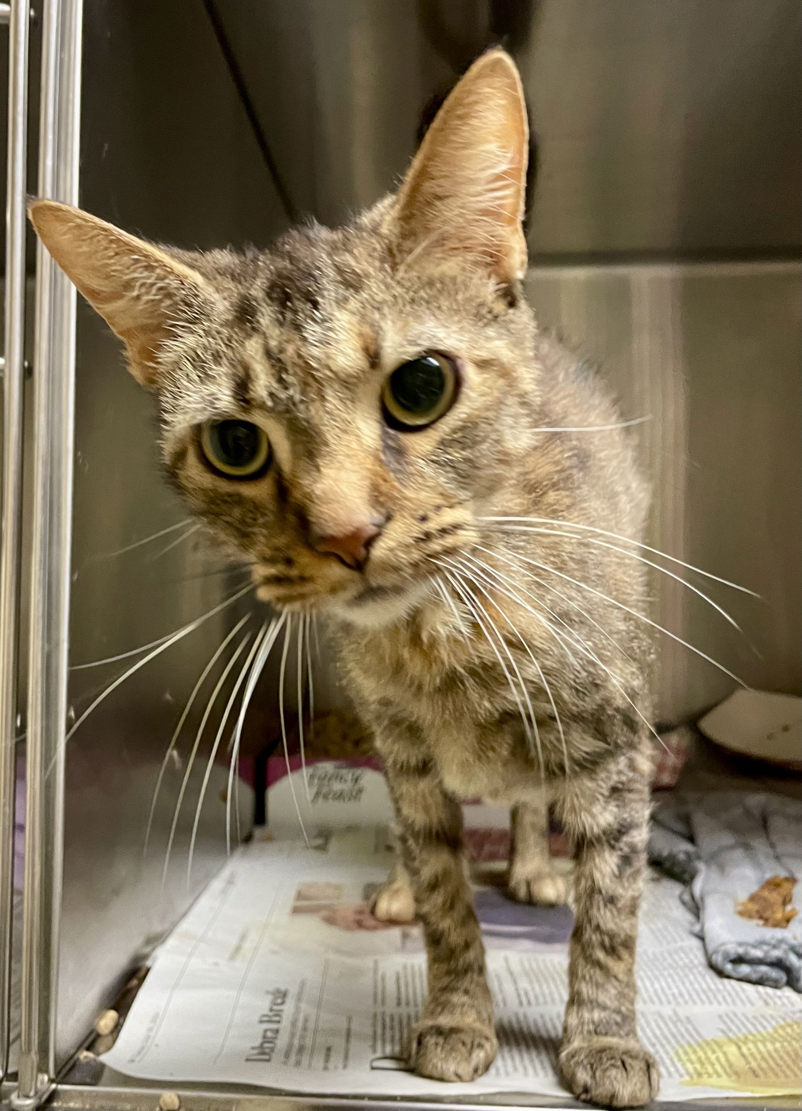 adoptable Cat in VAB, VA named 2409-0037 Lilly