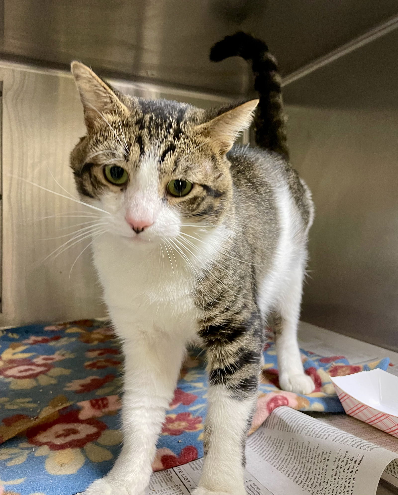 adoptable Cat in VAB, VA named 2409-0036 Harbor