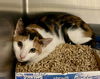 adoptable Cat in VAB, VA named 2409-0873 French Toast