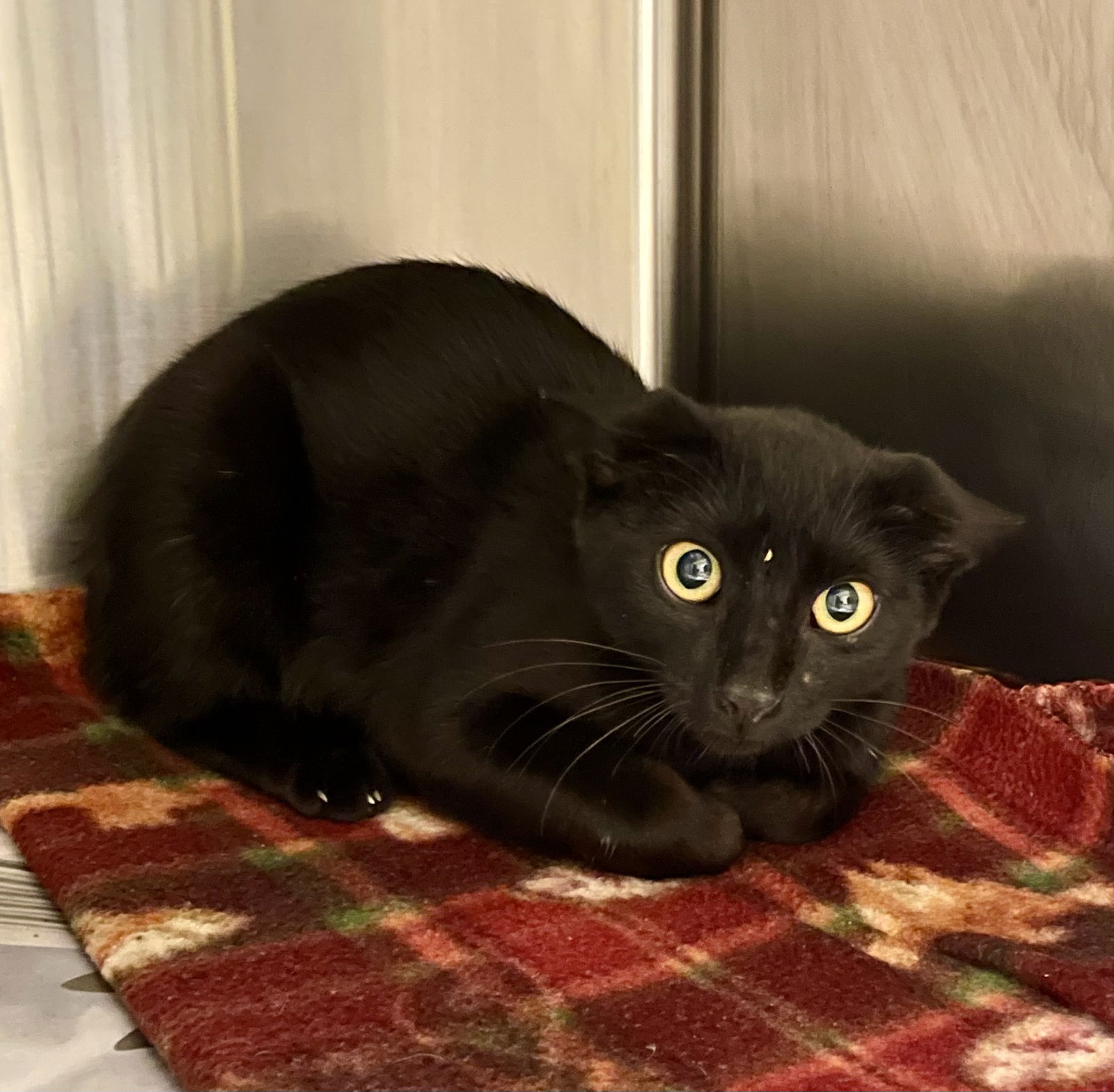 adoptable Cat in VAB, VA named 2409-0072 Hickory