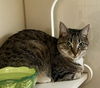 adoptable Cat in , VA named 2409-0868 Egpyt