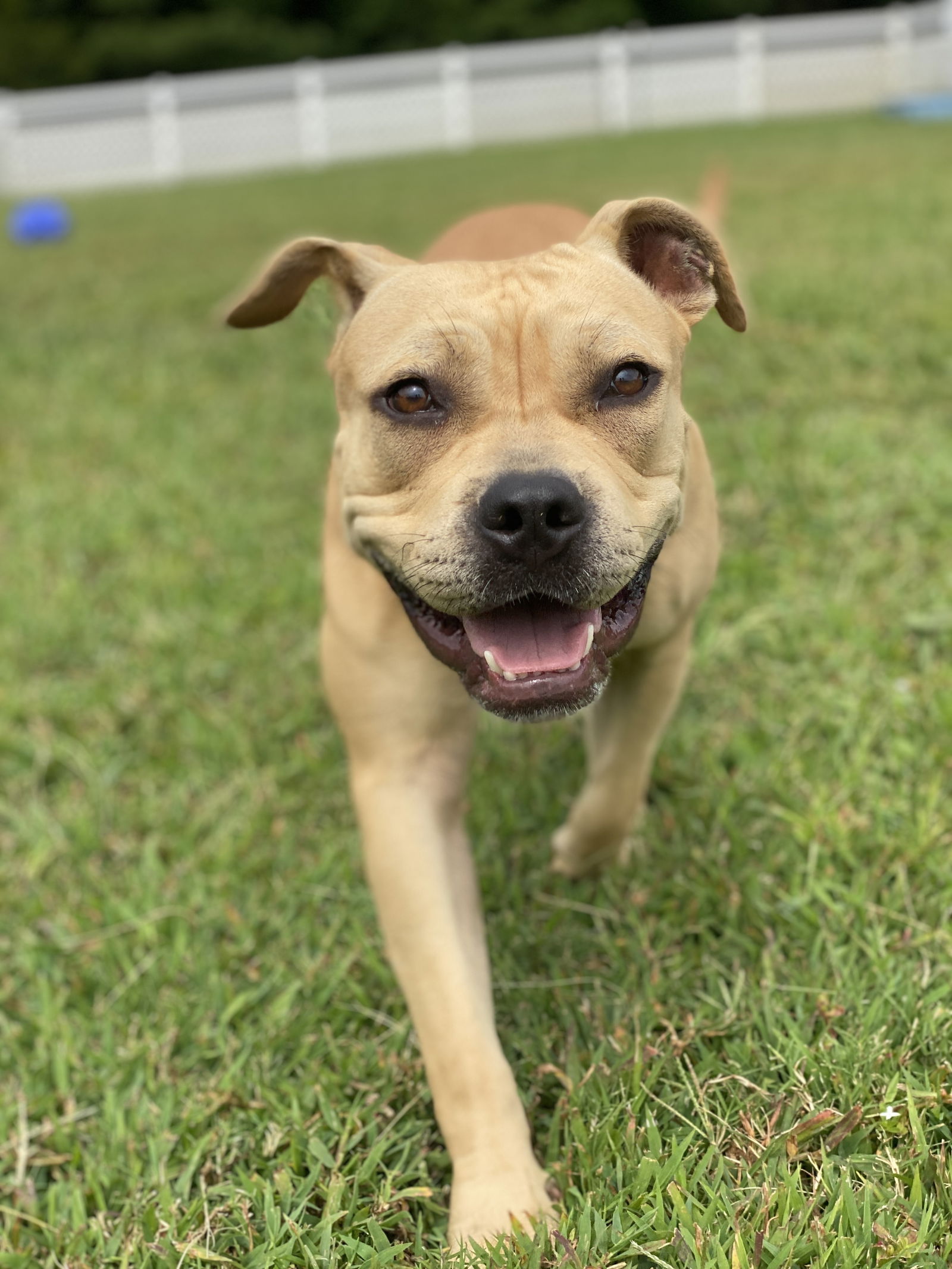 adoptable Dog in VAB, VA named 2409-0881 Autumn