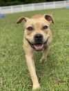 adoptable Dog in , VA named 2409-0881 Autumn