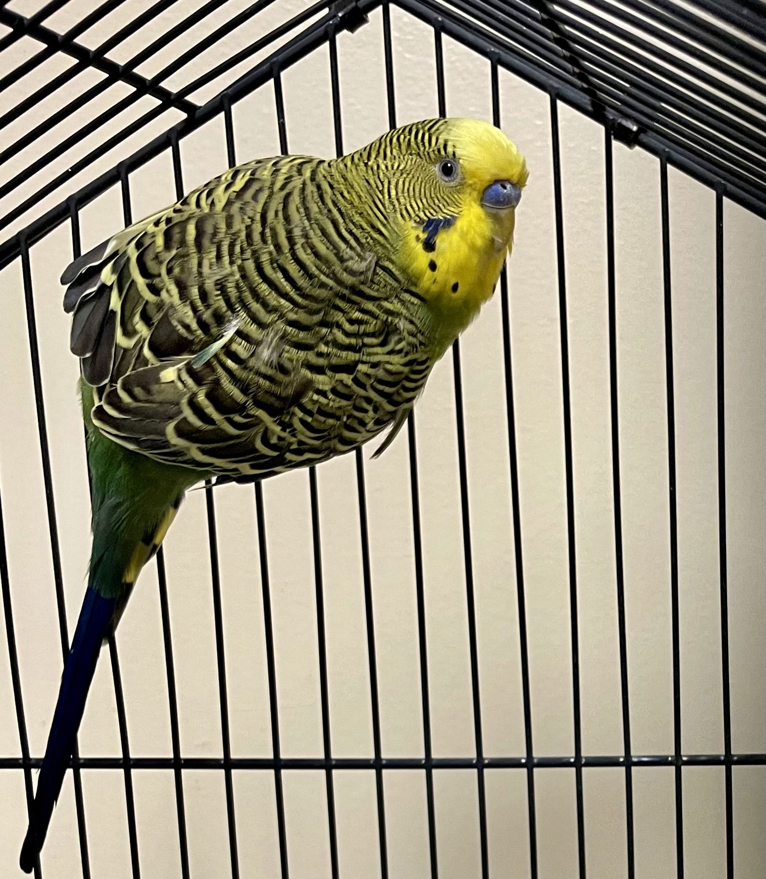 adoptable Bird in VAB, VA named 2409-0153 Fennel  (Available 9/22)