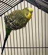 adoptable Bird in , VA named 2409-0153 Fennel  (Available 9/22)