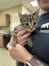 adoptable Cat in VAB, VA named 2409-0876 Nala (Off site Foster)