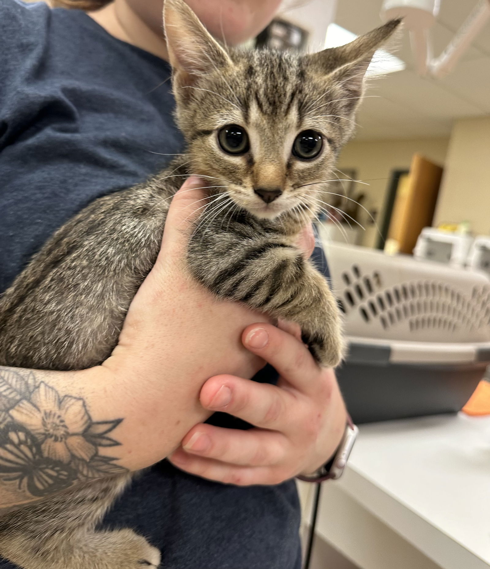 adoptable Cat in VAB, VA named 2409-0877 Jasper (Off site foster)