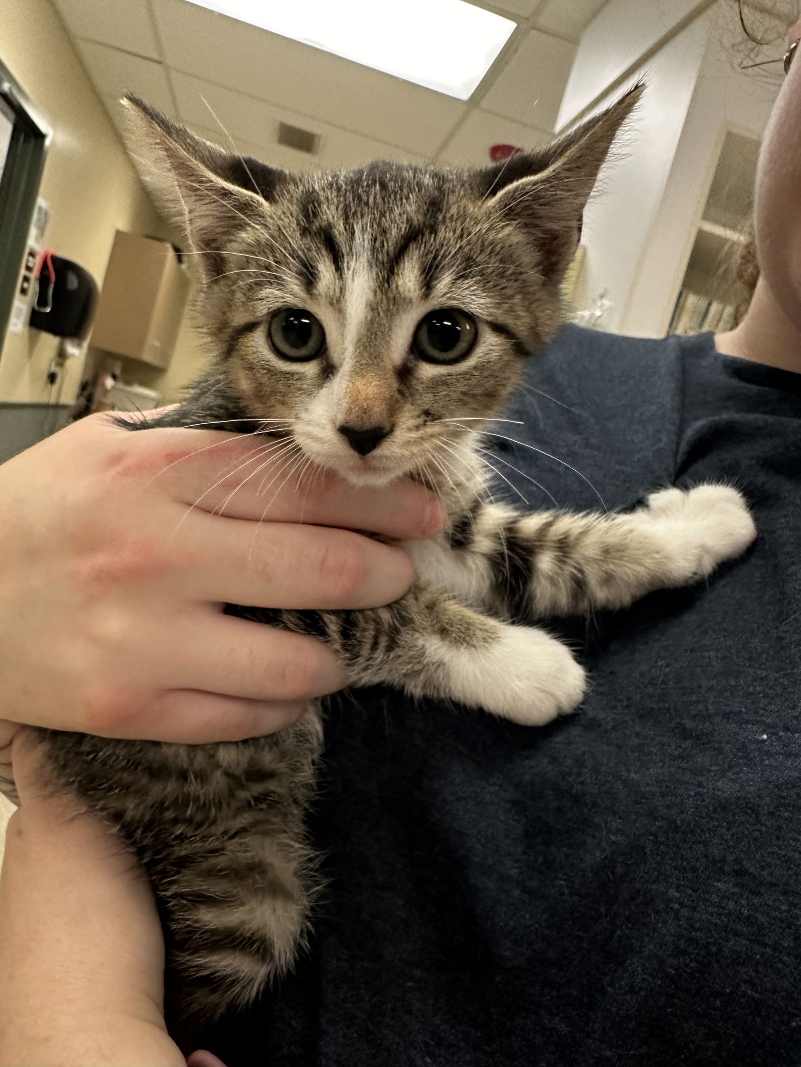 adoptable Cat in VAB, VA named 2409-0878 Duchess (Off site foster)