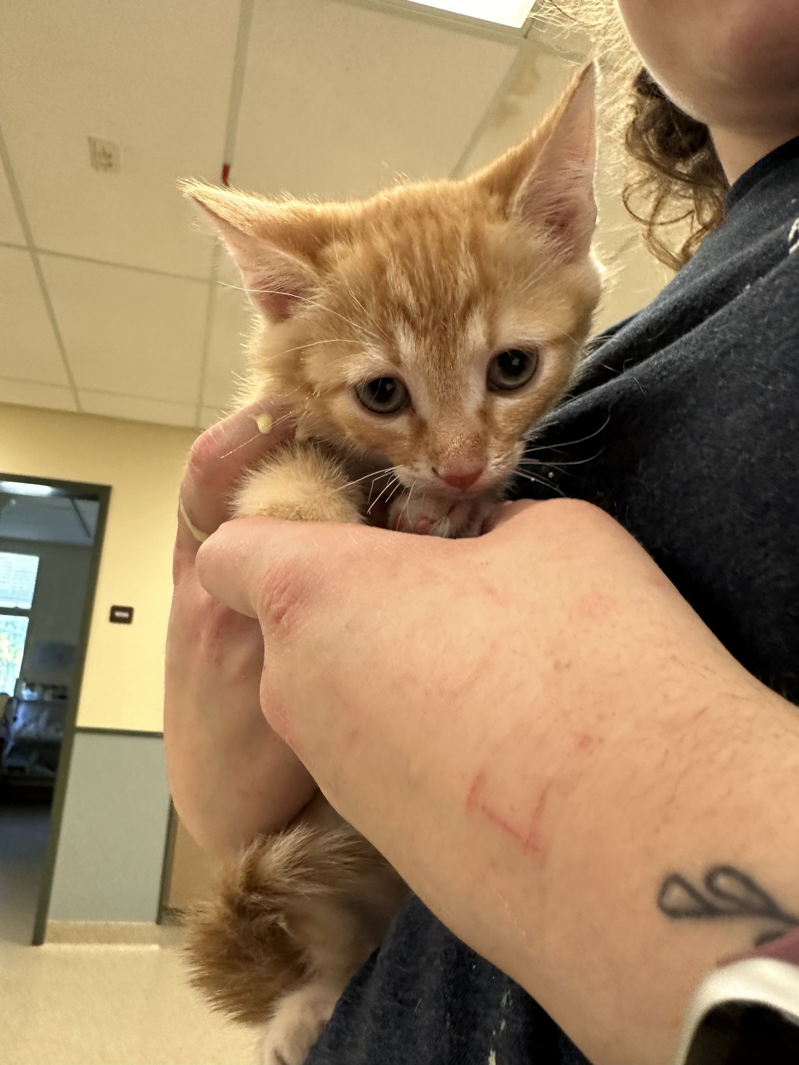 adoptable Cat in VAB, VA named 2409-0879 Colby (Off site foster)