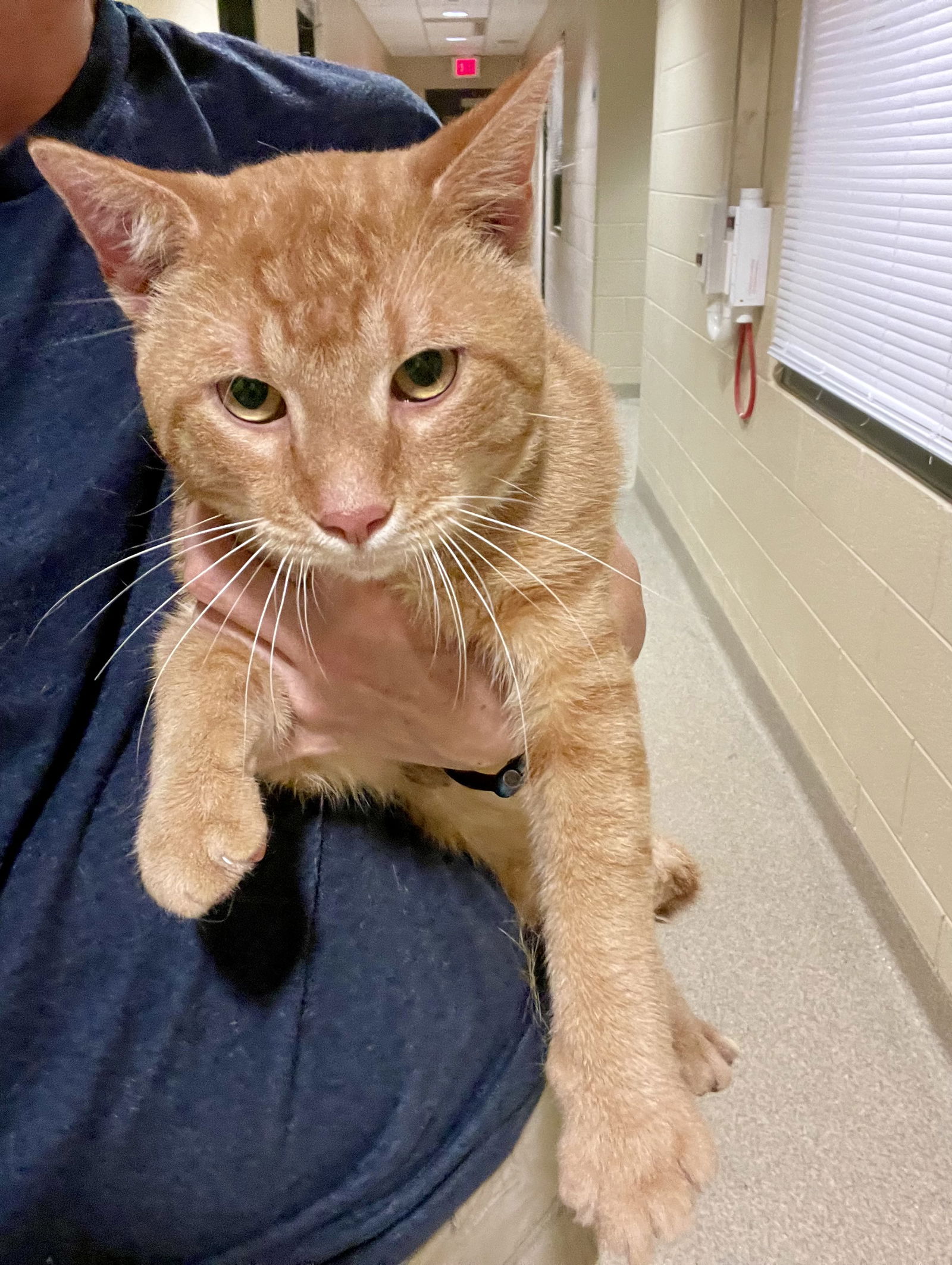 adoptable Cat in VAB, VA named 2409-0891 Brass