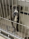 adoptable Dog in , VA named 2409-0074 Riley