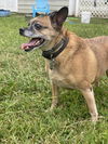 adoptable Dog in VAB, VA named 2409-0885 Raleigh