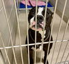 adoptable Dog in , VA named 2409-0886 Bruno