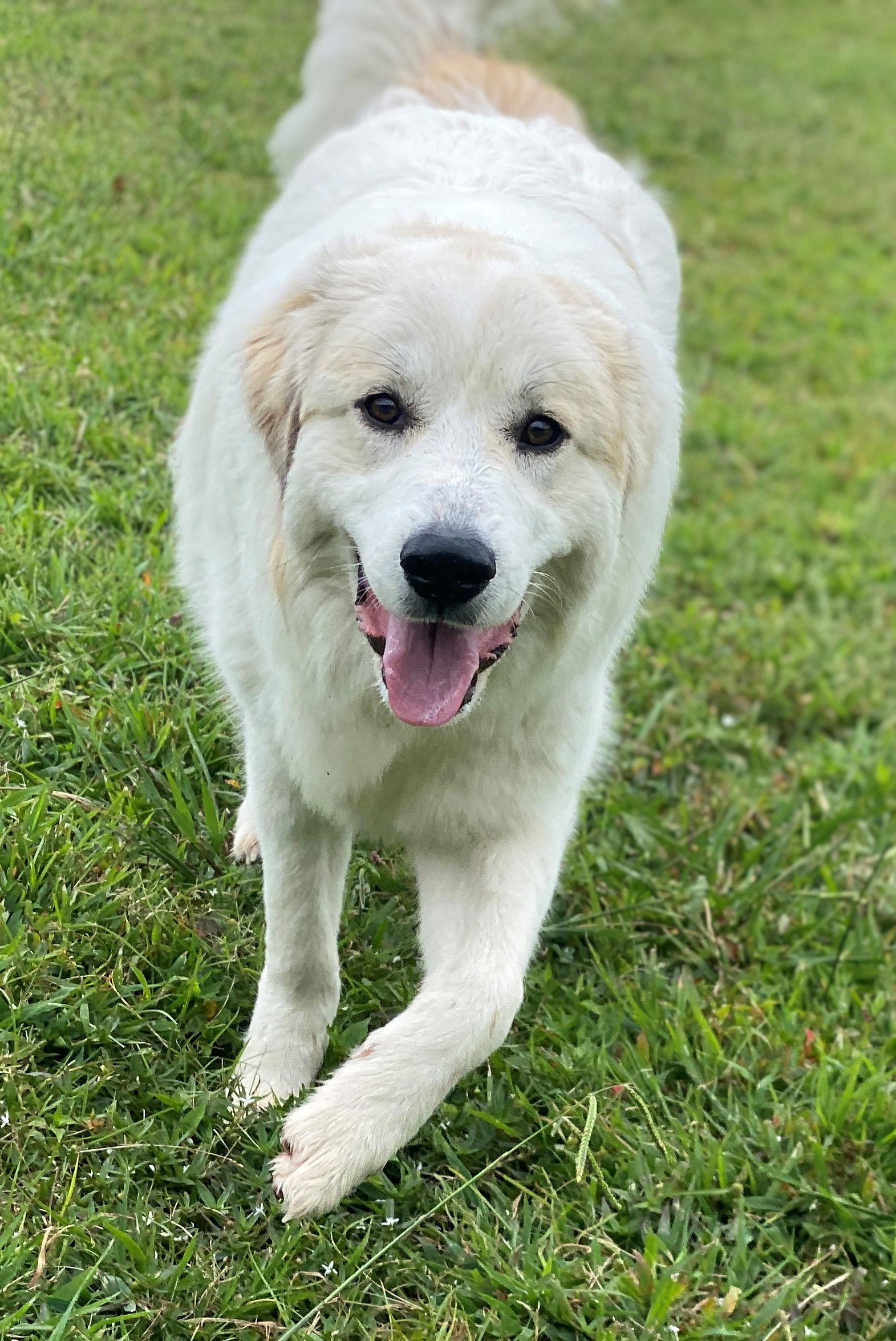 adoptable Dog in VAB, VA named 2409-0407 Magnolia