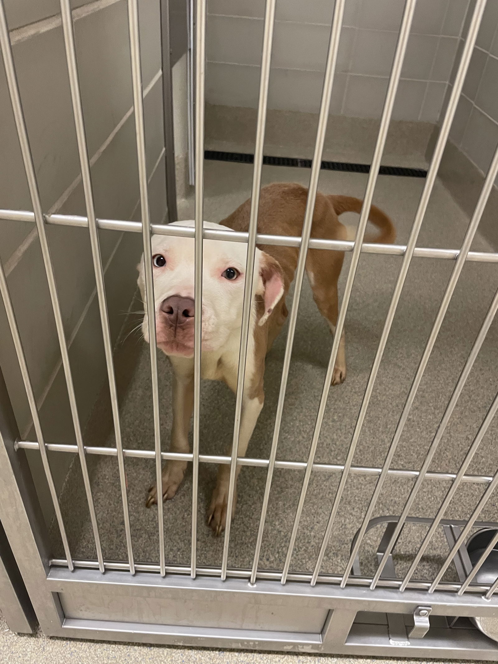 adoptable Dog in VAB, VA named 2409-0560 (Available to foster 9/20)