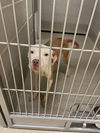 adoptable Dog in , VA named 2409-0560 (Available to foster 9/20)