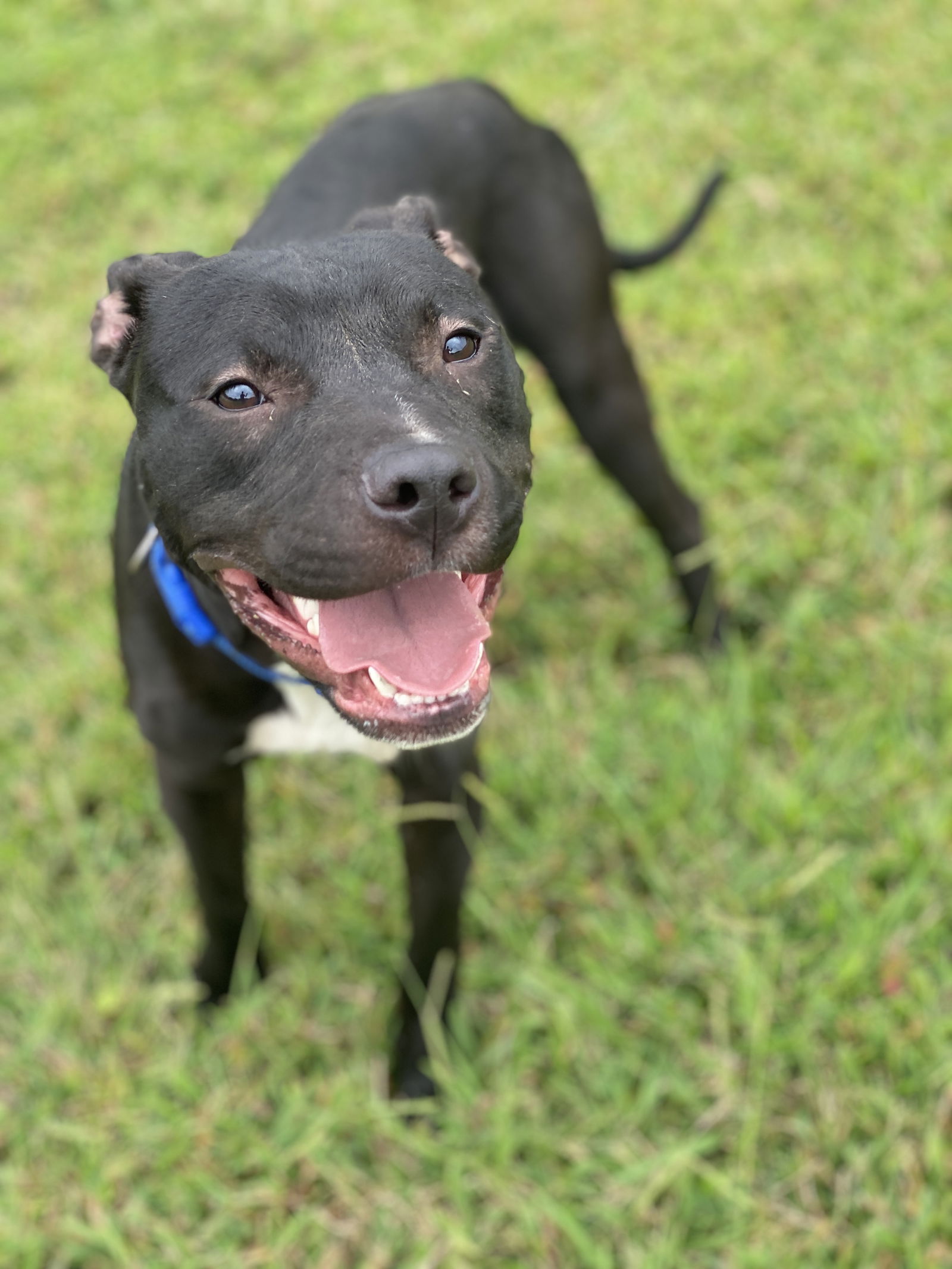 adoptable Dog in VAB, VA named 2409-0335 Truck Stop