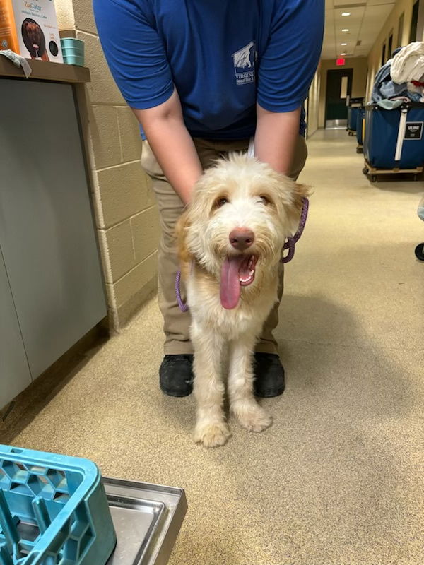 adoptable Dog in VAB, VA named 2409-0212 (Available 9/20)