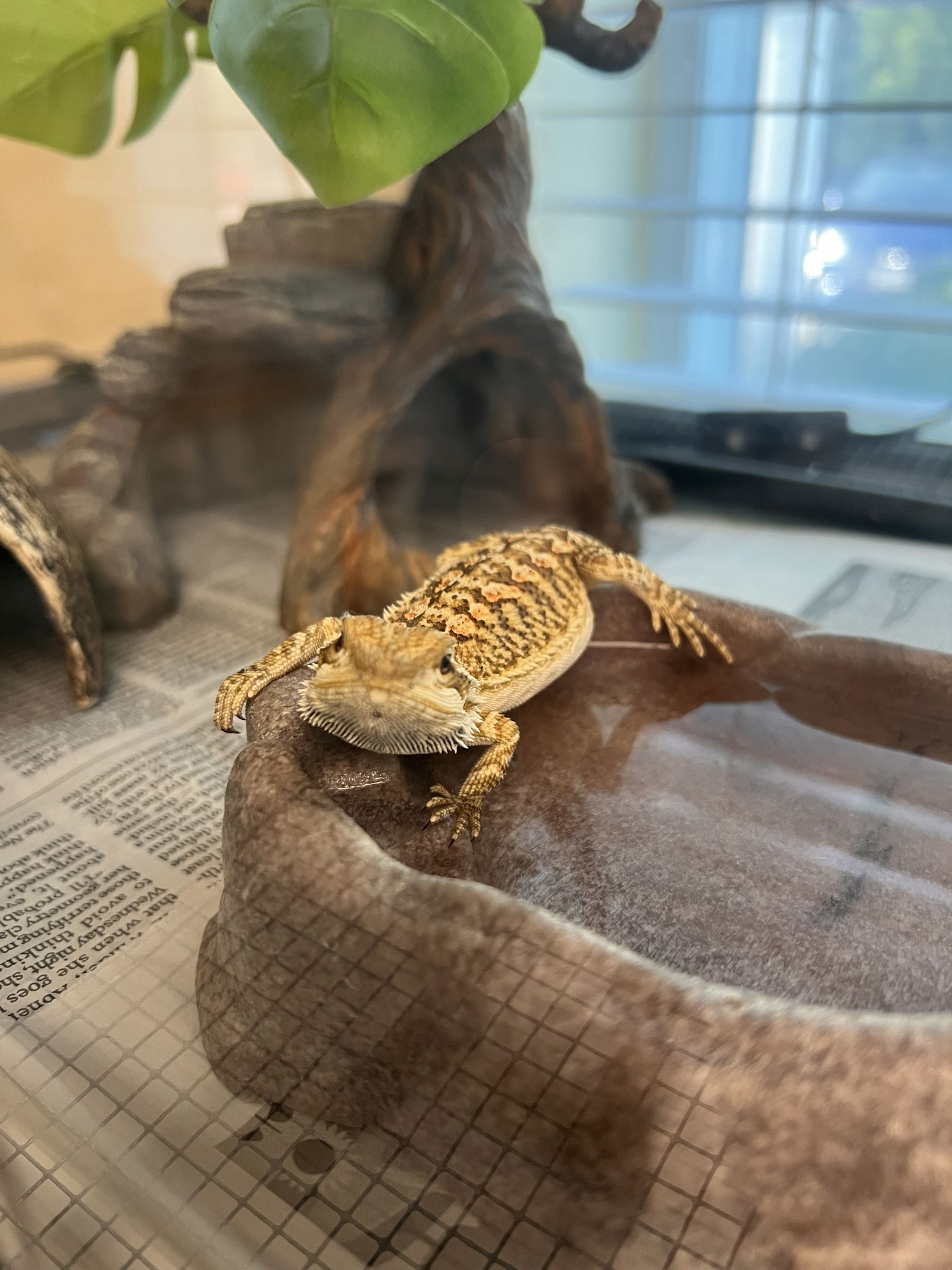 adoptable Lizard in VAB, VA named 2409-0047