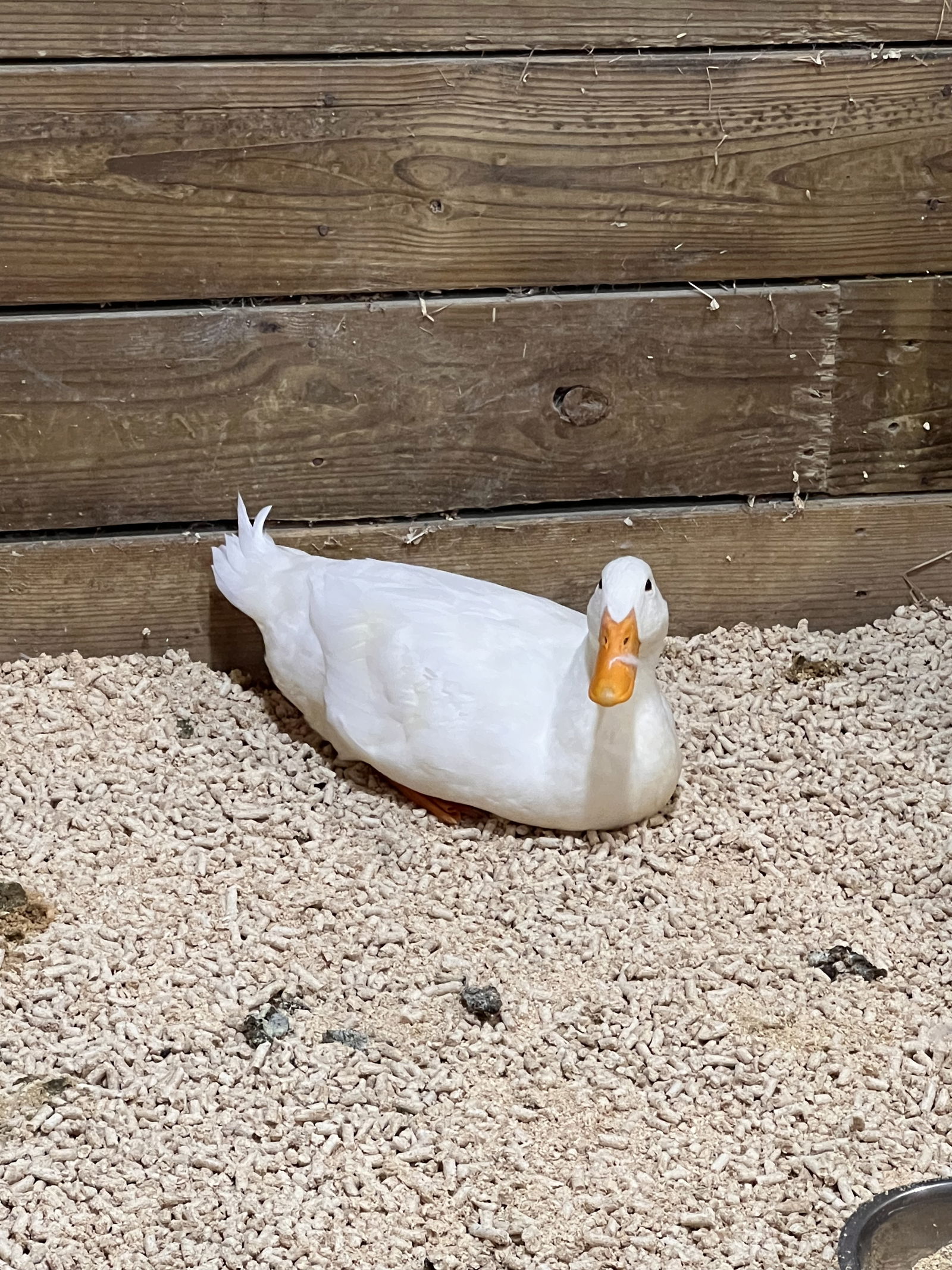 adoptable Duck in VAB, VA named 2409-0525 (Available 9/20)