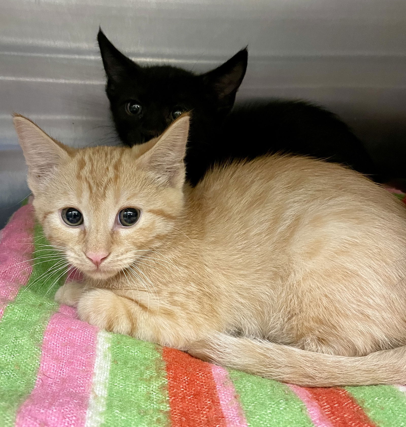 adoptable Cat in VAB, VA named 2407-0141 Slanket