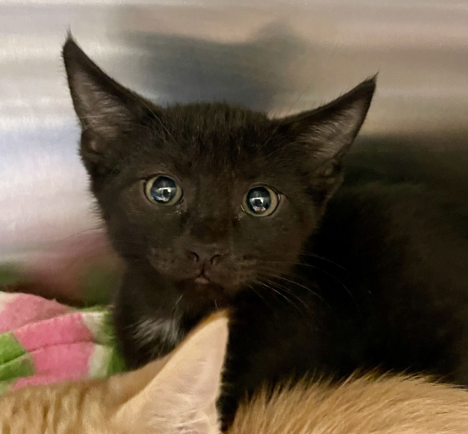 adoptable Cat in VAB, VA named 2407-0139 Cardigan