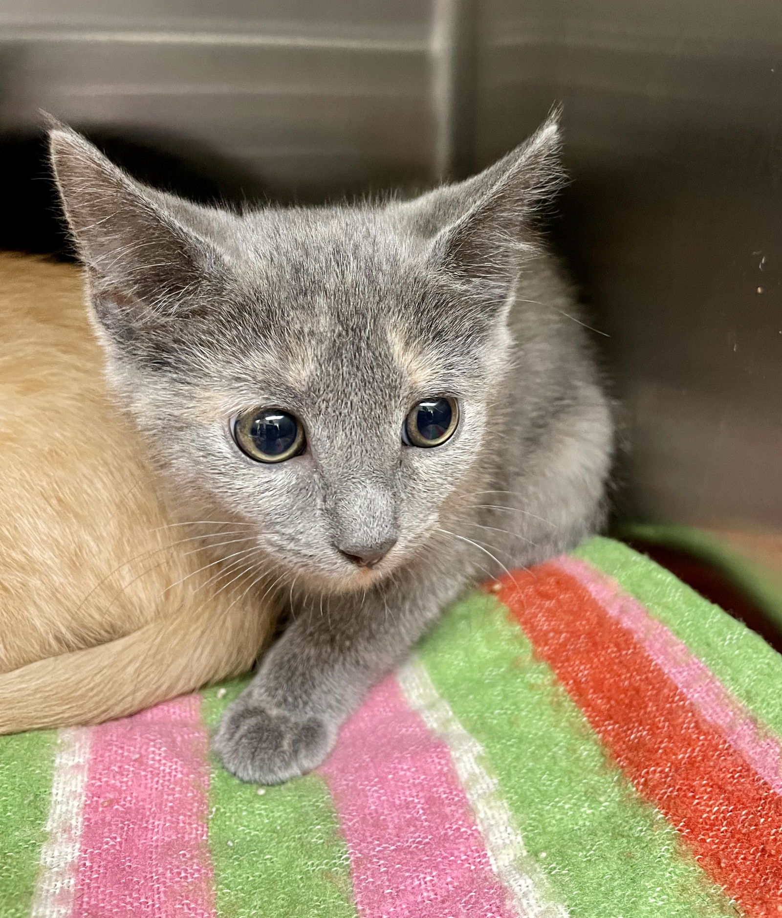 adoptable Cat in VAB, VA named 2407-0142 Sweater