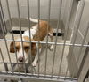 adoptable Dog in  named 2409-0903 (Available 9/20) (Off Site Foster)