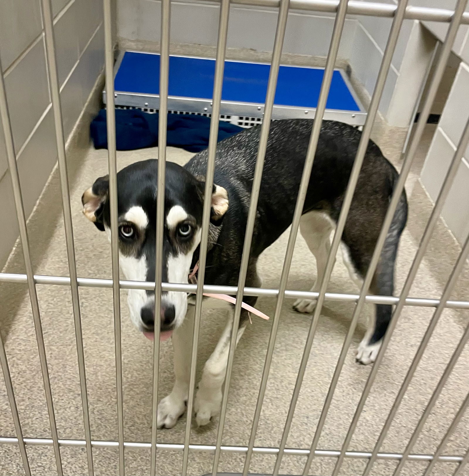 adoptable Dog in VAB, VA named 2409-0887 Skye