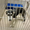 adoptable Dog in  named 2409-0887 Skye