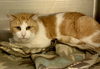 adoptable Cat in , VA named 2407-0728 Nio & 0729 Clyde