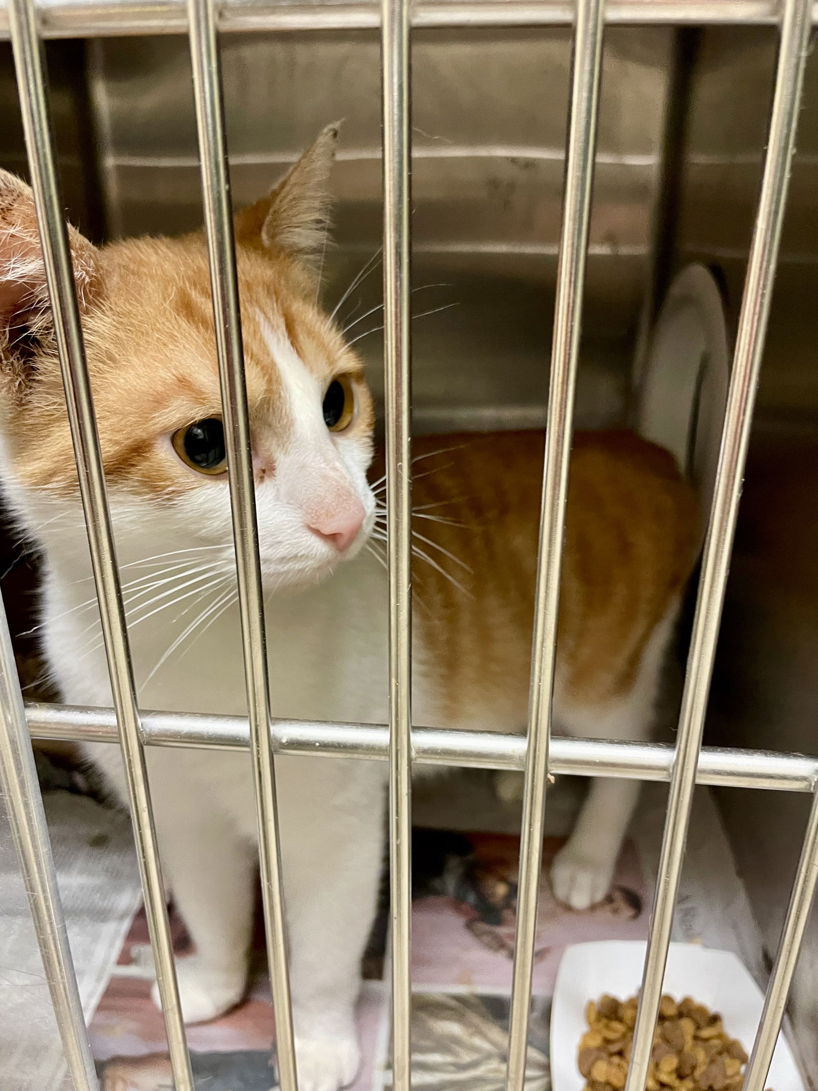 adoptable Cat in VAB, VA named 2409-0235 Danky