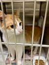 adoptable Cat in , VA named 2409-0235 Danky