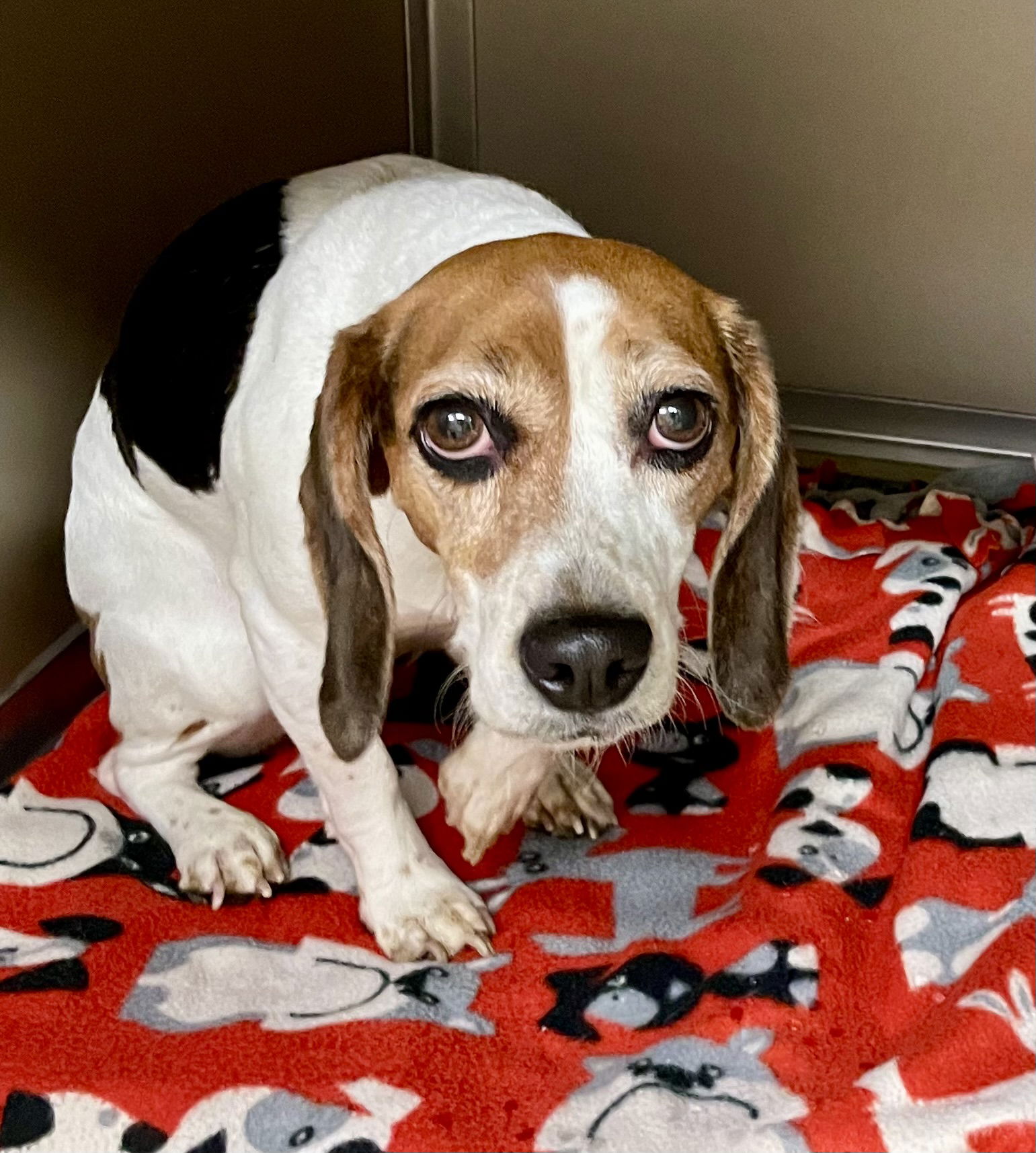 adoptable Dog in VAB, VA named 2409-0909 Noopy